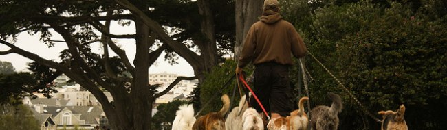 Mann, der acht Hunde an der Leine durch Park führt