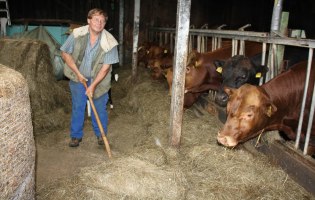 Auf dem Bild sieht man Bio-Bauer Jost im Kuhstall beim Heuschippen.