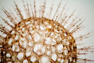 Ein Model eines Virus