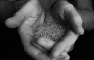 Eine offene Hand zeigt Getreidekörner