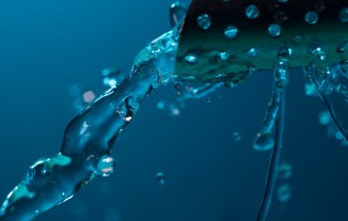 Regenwasser auf einem Blatt