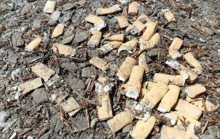 Zigarettenstummel liegen im Dreck