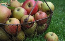 Apfelkorb