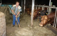 Auf dem Bild sieht man Bio-Bauer Jost im Kuhstall beim Heuschippen.